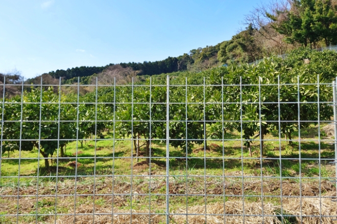 収穫直前に奪われた大切な作物…農家が抱えた苦悩と調査への決意|果樹園を経営している農家からの調査相談