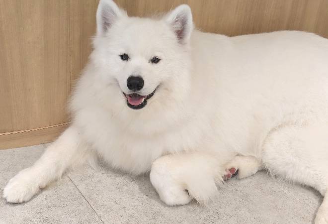 SNSで「虐待している」と訴えられたサモエドカフェチェーン…|30代女性オーナーからの調査相談