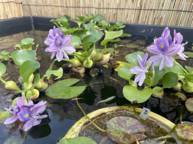 子どもたちの学びの場が荒らされる…ビオトープ被害に悩んだ私立小学校の決断｜校長による探偵相談事例。